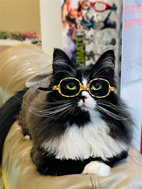 Adorable Cat Wearing Glasses Puts Kids At Ease During Optician Visits