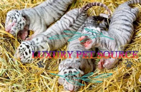 Tiger Cubs For Sale - Luxury Pet Source Luxury Cubs For Sale.