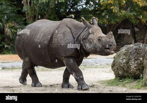 Greater One Horned Or Indian Rhinoceros Stock Photo Alamy