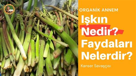 IŞKIN NEDİR IŞKIN NERELERDE YETİŞİR IŞKIN FAYDALARI IŞGIN