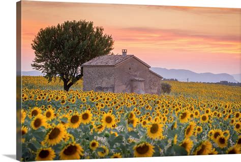 Provence, Valensole Plateau, France, Lonely farmhouse in a field full ...