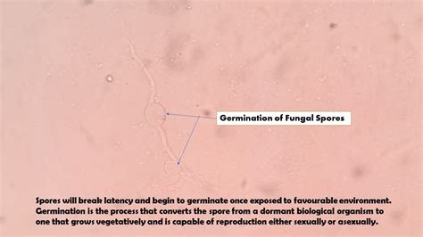 Germination Of Fungal Spores Demonstration