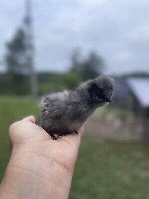 6 Fertile Hatching Eggs Silkie Bearded And Crested Fluffy Plumage READY