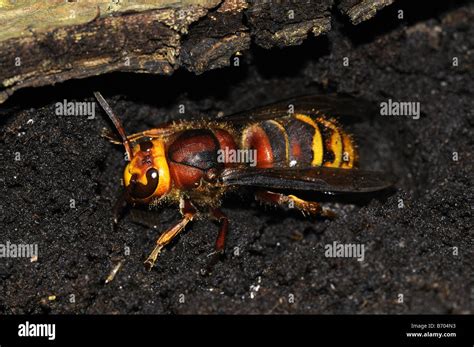European Hornet Vespa crabro hibernating queen Oxfordshire UK Stock