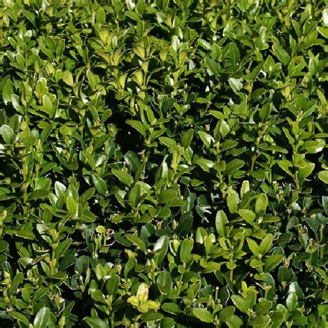 13 Best Evergreen Shrubs For Lovely Landscaping