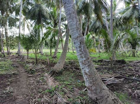 Agricultural Land Cent For Sale In Razole East Godavari Rei