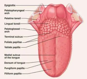 Biology Of Taste Oral Ecosystems Flashcards Quizlet