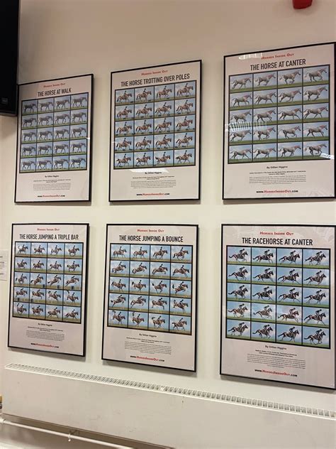 My visit to the Horses Inside Out Anatomy Exhibition — Jessica Limpkin