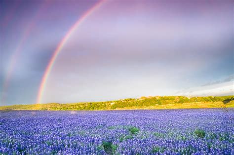 Somewhere Over The Rainbow Wildflower Field In Texas Photograph By