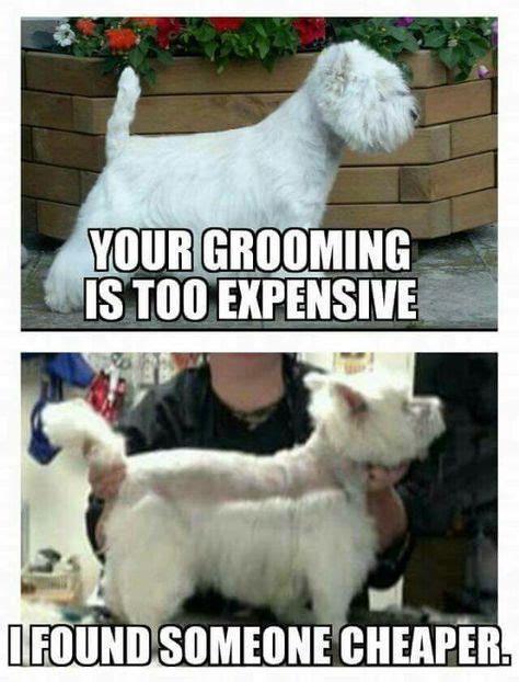 52 Dog grooming memes ideas | dog grooming, grooming, dog groomers