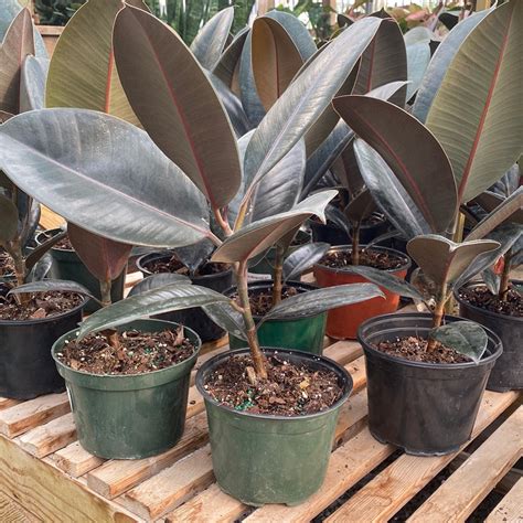 Ficus Burgundy Rubber Tree 6 Fossil Creek Tree Farm