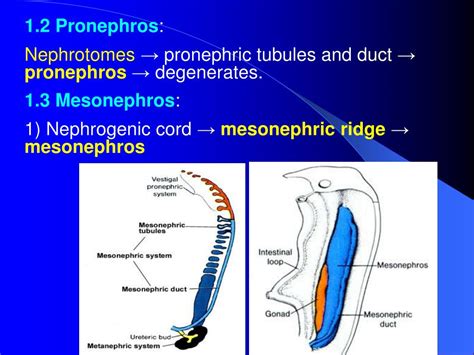 Pronephros Mesonephros Metanephros Ppt