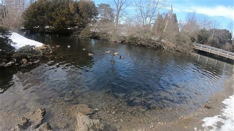 Check Out All The Rainbow Trout Castalia State Fish Hatchery Castalia