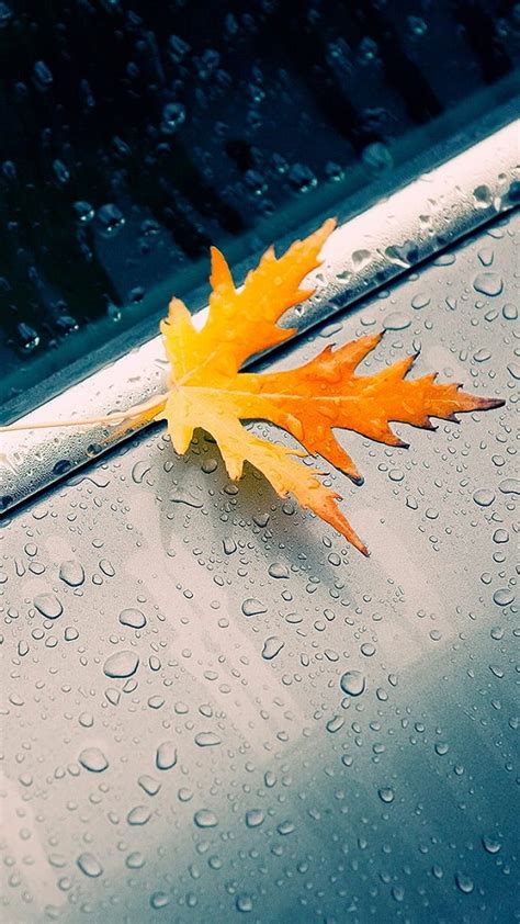 Fallen Leaf Autumn Fallen Leaf Macro Nature Raindrops Wet Hd