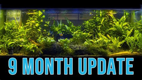 9 Month Update 65 Gallon Planted Community Tank YouTube