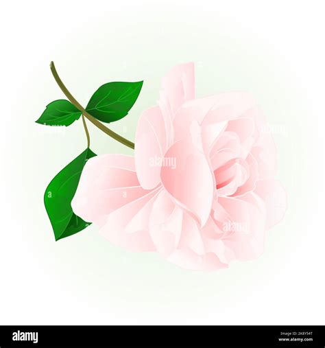 Centifolia Rose Stock Vector Images Alamy