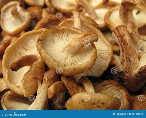 Shiitake mushrooms stock image. Image of market, mushroom - 10639033