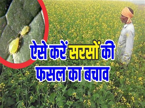 पाले से सरसों की फसल में बढ़ रहा कीटों का प्रकोप ऐसे करें बचाव There Is A Risk Of Disease On