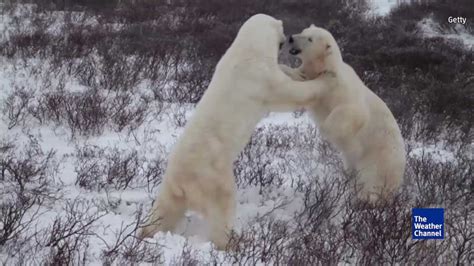 Polar bears could start hunting humans