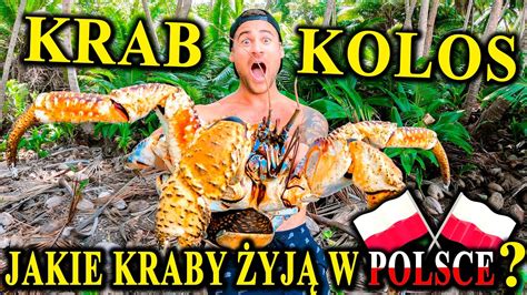 Największe KRABY Świata Jakie Kraby Żyją w Polsce YouTube