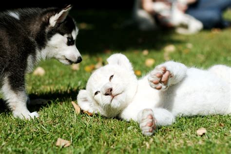 Husky Puppy And White Lion Cub Loren Dean Flickr