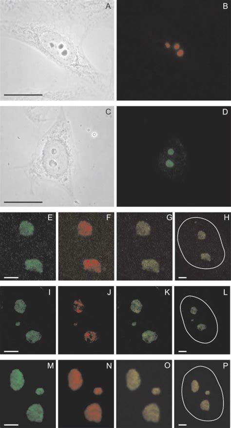 Subcellular Localization Of Rpp20 And Rpp25 Immuno Fluorescence