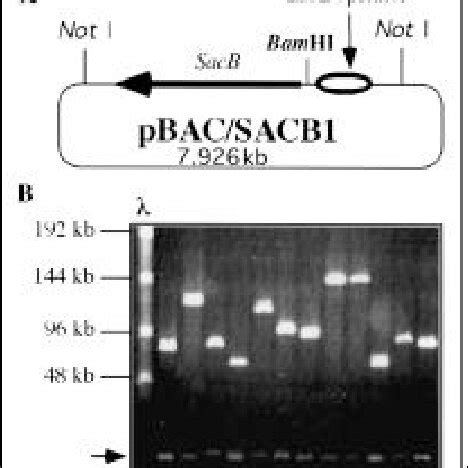 Map Of Pbac Sacb And Results From Restriction Analysis Of Plasmid Dna