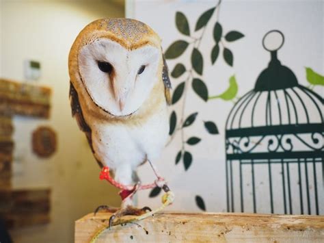 Lucky Owl Cafe, Osaka | Owl, Japan, Osaka