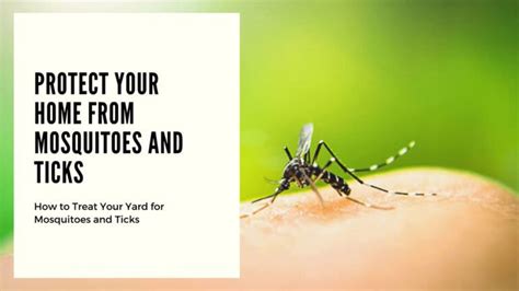 Protect Your Home And Outdoor Yard From Mosquitoes And Ticks