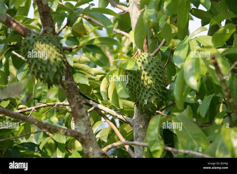 Guanabana Fruit Tree