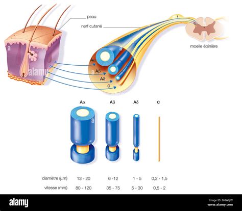 Nerve Fiber Anatomy