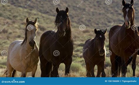 Wild Horses Of Nevada, Herd Of Wild Mustang Horses In The High Nevada ...