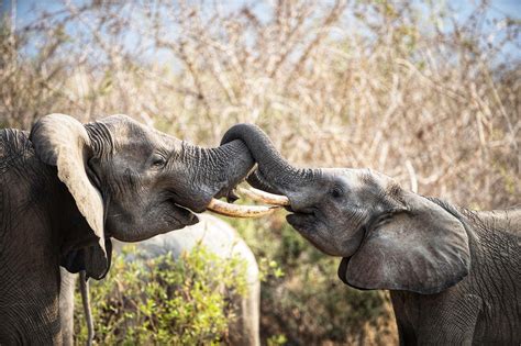 Ruaha National Park - Discover Gorillas