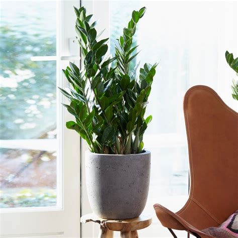 Zamioculcas Zamiifolia Zz House Plant Free Uk Delivery Over