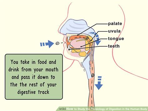 3 Ways to Study the Physiology of Digestion in the Human Body