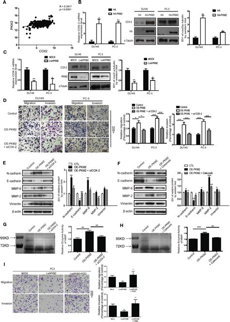 Frontiers Corrigendum Pyruvate Kinase M2 Promotes Prostate Cancer Metastasis Through