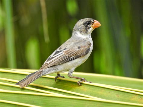 Foto Golinho Sporophila Albogularis Por Daniel Lopes Wiki Aves A