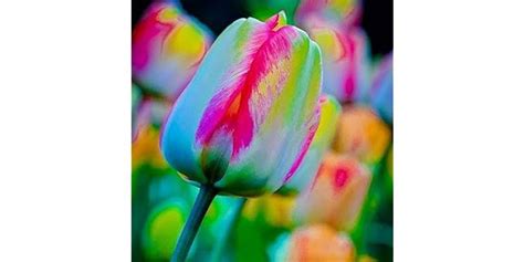 Rainbow Tulip Bulbs Seeds