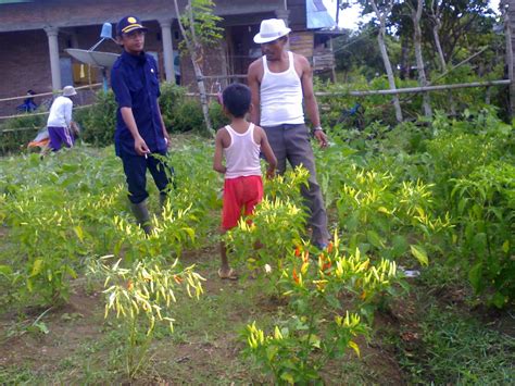 Gambar Petani Sintang Bersyukur Harga Cabai Rawit Naik Tribun Pontianak ...