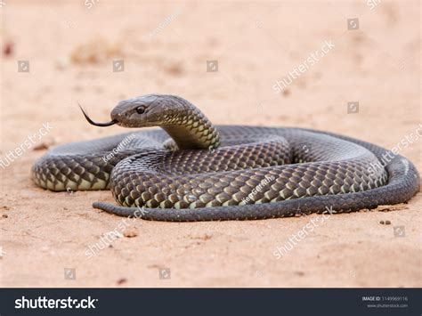 1038 King Brown Snake Images Stock Photos And Vectors Shutterstock