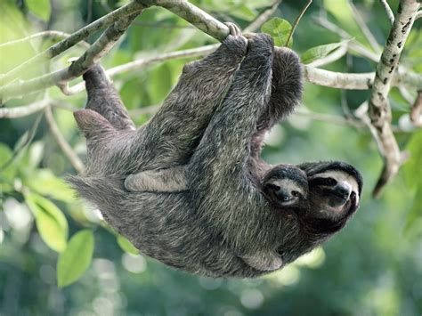 Two-Toed Sloth Archives - Animal Facts For Kids | Wild Facts