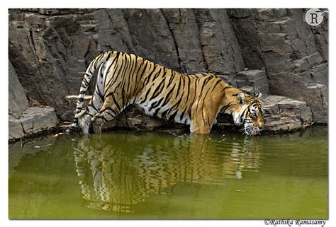 Rathika Ramasamys Wildlife Photography Tigers Machlid2x9485