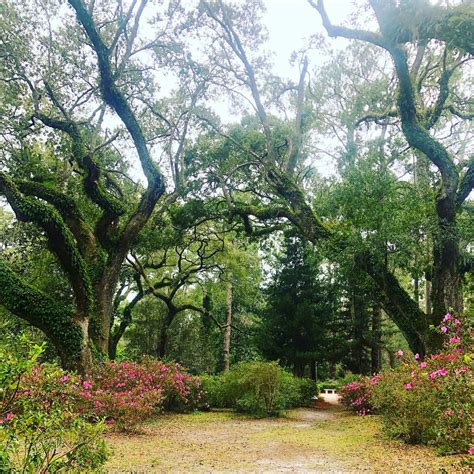 Eden gardens state park | Georgia state parks, State parks, Hiking places