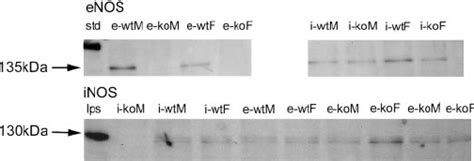 Representative Western Blot Of Adult Mouse Lungs With Enos And Inos Download Scientific Diagram