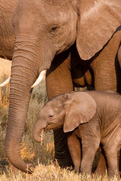 L éléphant D afrique Et Son Veau Delta De L okavango Au Botswana