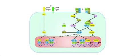 Crosstalk Between Yap Taz And Other Pathways A Ampk Mediates The