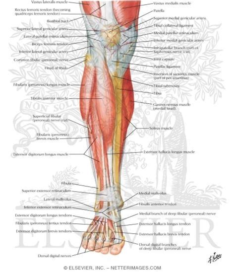 Muscles Of Leg Superificial Dissection Anterior View