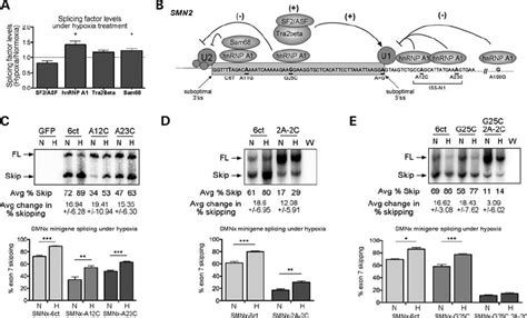 Mutation Of Hnrnp A Binding Sites Prevents Hypoxia Induced Skipping Of