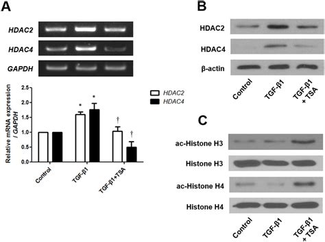 Effects Of Trichostatin A On Expression Of Hdac And Hdac Mrna And