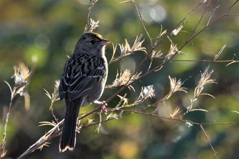 Golden crowned sparrow | BirdForum